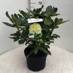 Rhododendron (Rhododendron 'Horizon Monarch') -Planten Verkoopwinkel rh. horizon monarch c10 50 cm 2