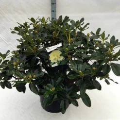 Rhododendron (Rhododendron 'Horizon Monarch') -Planten Verkoopwinkel rh. horizon monarch c40 2