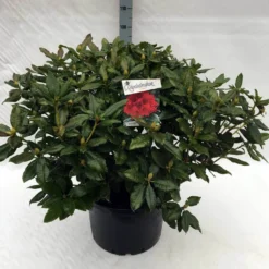 Rhododendron (Rhododendron 'Lord Roberts') -Planten Verkoopwinkel rh. lord roberts c40 2