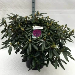 Rhododendron (Rhododendron 'Marcel Menard') -Planten Verkoopwinkel rh. marcel menard c40