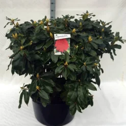 Rhododendron (Rhododendron 'Markeeta's Prize') -Planten Verkoopwinkel rh. markeeta s prize c80