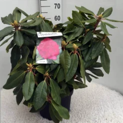 Rhododendron (Rhododendron 'American Beauty') -Planten Verkoopwinkel rh. p. a. beauty c10 50 cm