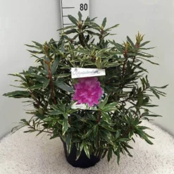 Bosrhododendron (Rhododendron Ponticum 'Variegatum') 22 Bosrhododendron (Rhododendron Ponticum 'Variegatum') -Planten Verkoopwinkel rh. pont. variegatum c10 50 cm 1