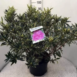 Bosrhododendron (Rhododendron Ponticum 'Variegatum') 25 Bosrhododendron (Rhododendron Ponticum 'Variegatum') -Planten Verkoopwinkel rh. pont. variegatum c20 1