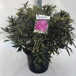 Bosrhododendron (Rhododendron Ponticum 'Variegatum') -Planten Verkoopwinkel rh. pont. variegatum c30