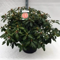 Rhododendron (Rhododendron 'Virginia Richards') -Planten Verkoopwinkel rh. virginia richards c40