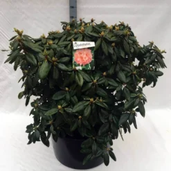 Rhododendron (Rhododendron 'Virginia Richards') -Planten Verkoopwinkel rh. virginia richards c80 1