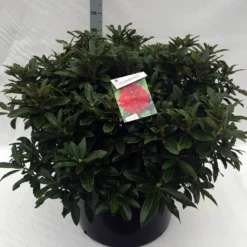 Rhododendron (Rhododendron 'Wilgen's Ruby') -Planten Verkoopwinkel rh. wilgens ruby c80