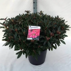 Rhododendron (Rhododendron 'Winsome') -Planten Verkoopwinkel rh. winsome c30 1