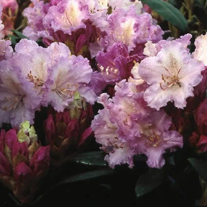 Dwergrhododendron (Rhododendron 'Caroline Allbrook') 1 Dwergrhododendron (Rhododendron 'Caroline Allbrook')