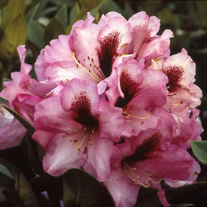 Rhododendron (Rhododendron 'Kokardia') 1 Rhododendron (Rhododendron 'Kokardia')