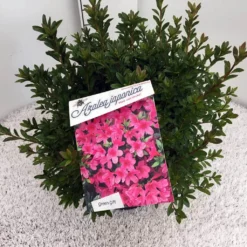 Japanse Azalea (Rhododendron 'Madame Van Hecke') 24 Japanse Azalea (Rhododendron 'Madame Van Hecke') -Planten Verkoopwinkel rho. aj mme van hecke c10