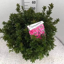 Japanse Azalea (Rhododendron 'Madame Van Hecke') 27 Japanse Azalea (Rhododendron 'Madame Van Hecke') -Planten Verkoopwinkel rho. aj mme van hecke c15