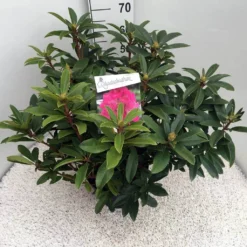 Rhododendron (Rhododendron 'Anah Kruschke') -Planten Verkoopwinkel rho. anah kruschke c10 50 cm 1