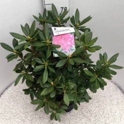 Rhododendron (Rhododendron 'Cosmopolitan') -Planten Verkoopwinkel rho. cosmopolitan c10 50 cm