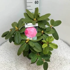 Rhododendron (Rhododendron 'Germania') 31 Rhododendron (Rhododendron 'Germania') -Planten Verkoopwinkel rho. germania c10 50 cm