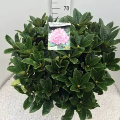 Rhododendron (Rhododendron 'Gomer Waterer') -Planten Verkoopwinkel rho. gomer waterer c20 2