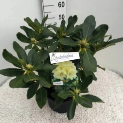 Rhododendron (Rhododendron 'Horizon Monarch') -Planten Verkoopwinkel rho. horizon monarch c10 50 cm 2