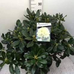 Rhododendron (Rhododendron 'Horizon Monarch') -Planten Verkoopwinkel rho. horizon monarch c20