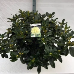 Rhododendron (Rhododendron 'Horizon Monarch') -Planten Verkoopwinkel rho. horizon monarch c40 1