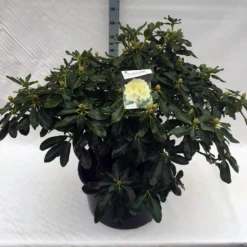 Rhododendron (Rhododendron 'Horizon Monarch') -Planten Verkoopwinkel rho. horizon monarch c80 2