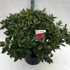Rhododendron (Rhododendron 'Lord Roberts') -Planten Verkoopwinkel rho. lord roberts c40 1