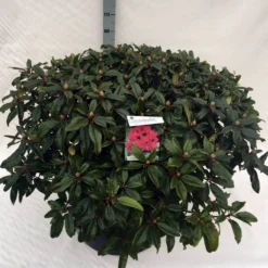 Rhododendron (Rhododendron 'Marie Forte') -Planten Verkoopwinkel rho. marie forte c80 1