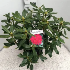 Rhododendron (Rhododendron 'Nova Zembla') -Planten Verkoopwinkel rho. nova zembla c10 50 cm