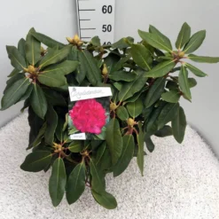 Rhododendron (Rhododendron 'American Beauty') -Planten Verkoopwinkel rho. p. a. beauty c10 50 cm