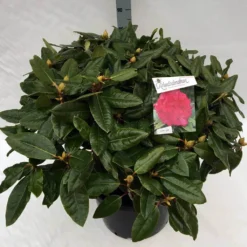 Rhododendron (Rhododendron 'American Beauty') -Planten Verkoopwinkel rho. pierce amercian beauty c40