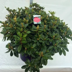 Rhododendron (Rhododendron 'Red Jack') 37 Rhododendron (Rhododendron 'Red Jack') -Planten Verkoopwinkel rho. red jack c80