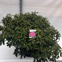 Rhododendron (Rhododendron 'Roseum Elegans') -Planten Verkoopwinkel rho. roseum elegans c80