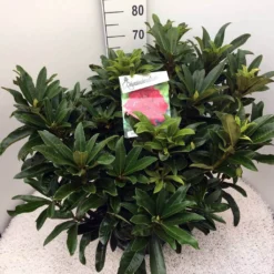 Rhododendron (Rhododendron 'Wilgen's Ruby') -Planten Verkoopwinkel rho. wilgens ruby c20 2