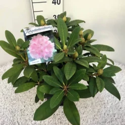 Rhododendron (Rhododendron 'Doc') -Planten Verkoopwinkel rho. y doc c5 1