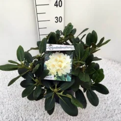 Rhododendron (Rhododendron 'Flava') -Planten Verkoopwinkel rho. y flava c5 1