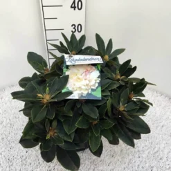 Dwergrhododendron (Rhododendron 'Golden Torch') 21 Dwergrhododendron (Rhododendron 'Golden Torch') -Planten Verkoopwinkel rho. y golden torch c5 1