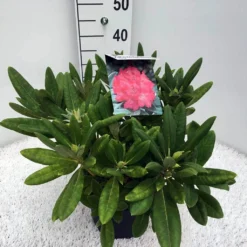 Dwergrhododendron (Rhododendron 'Sweet Sue') 5 Dwergrhododendron (Rhododendron 'Sweet Sue') -Planten Verkoopwinkel rho. y sweet sue c5