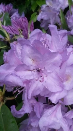 Bestsellers -Planten Verkoopwinkel rhodo boursault