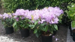 Rhododendron (Rhododendron Catawbiense 'Boursault') -Planten Verkoopwinkel rhodo boursault 2