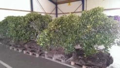 Rhododendron (Rhododendron 'Cunningham White') -Planten Verkoopwinkel rhodo cun white