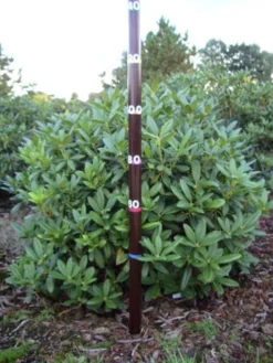 Rhododendron (Rhododendron 'Cunningham White') -Planten Verkoopwinkel rhodod cun white 1 1