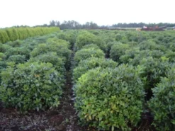 Rhododendron (Rhododendron 'Cunningham White') -Planten Verkoopwinkel rhodod cun white 2 1