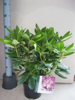 Rhododendron (Rhododendron Catawbiense 'Boursault') -Planten Verkoopwinkel rhododendron boursault c5 aug