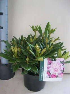 Dwergrhododendron (Rhododendron 'Caroline Allbrook') 10 Dwergrhododendron (Rhododendron 'Caroline Allbrook') -Planten Verkoopwinkel rhododendron caroline allbrook c5 aug