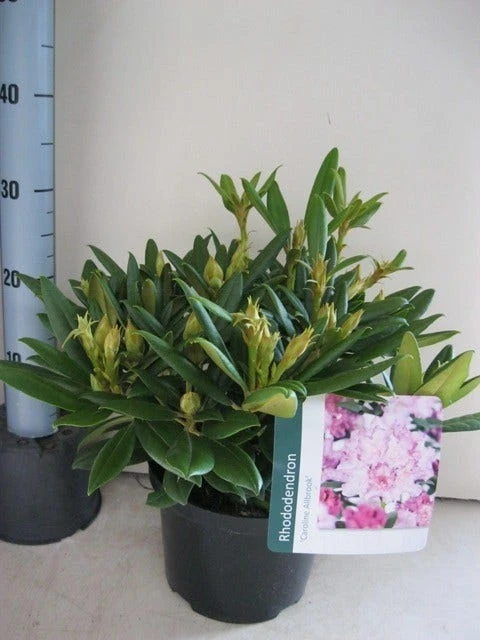 Dwergrhododendron (Rhododendron 'Caroline Allbrook') 3 Dwergrhododendron (Rhododendron 'Caroline Allbrook') - Afbeelding 3
