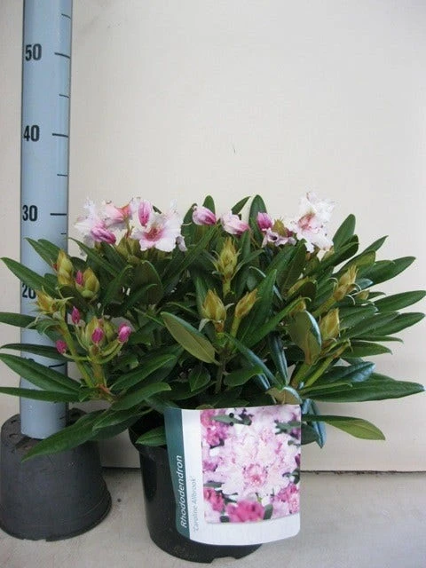 Dwergrhododendron (Rhododendron 'Caroline Allbrook') 4 Dwergrhododendron (Rhododendron 'Caroline Allbrook') - Afbeelding 4