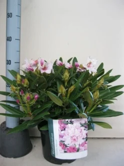 Dwergrhododendron (Rhododendron 'Caroline Allbrook') 15 Dwergrhododendron (Rhododendron 'Caroline Allbrook') -Planten Verkoopwinkel rhododendron caroline allbrook c5 sept 1