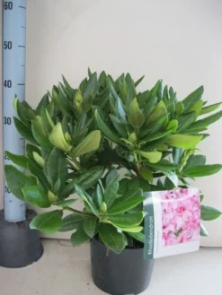 Rhododendron (Rhododendron 'Cosmopolitan') -Planten Verkoopwinkel rhododendron cosmopolotan c5 aug 1