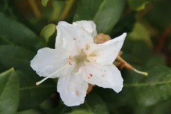 Rhododendron (Rhododendron 'Cunningham White') -Planten Verkoopwinkel rhododendron cunningham white 2 1
