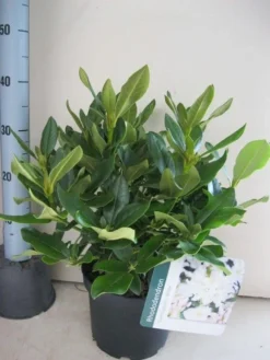 Rhododendron (Rhododendron 'Cunningham White') -Planten Verkoopwinkel rhododendron cunninghams white c5 aug